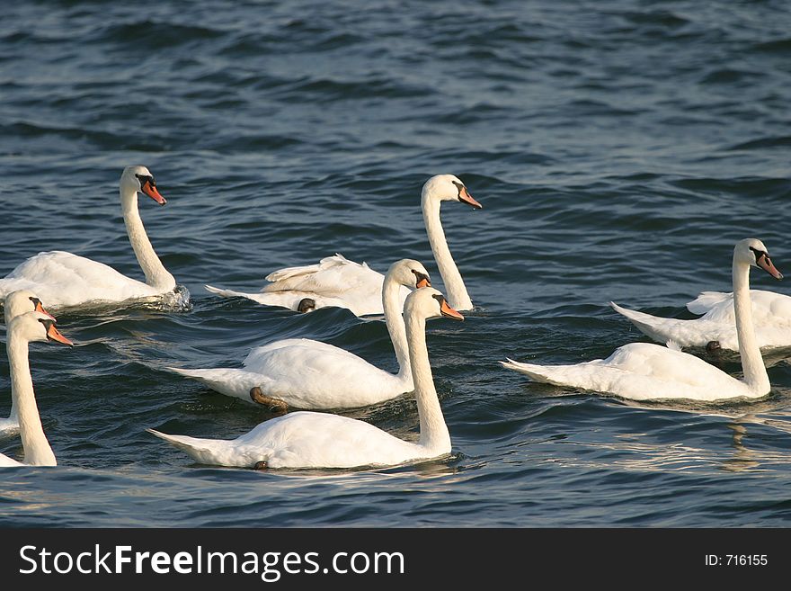 Group of swans