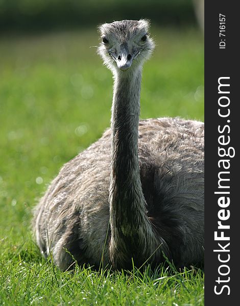 Ostrich laying in grass