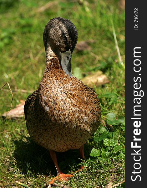 Duck in grass