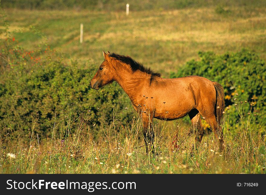 Standing foal