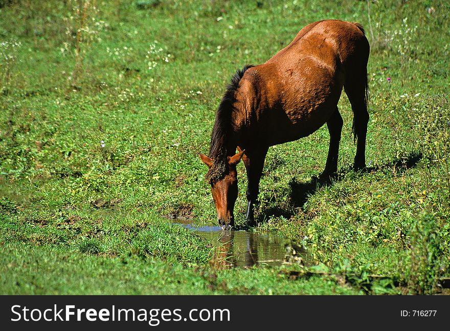 Drinking horse on the pasture