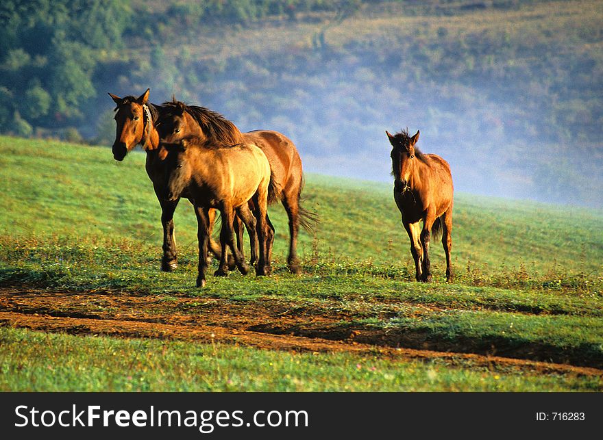 Horses on the misty pasture. Horses on the misty pasture