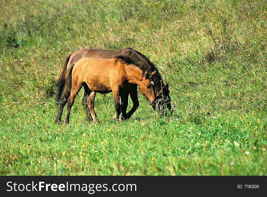 Mare and foal on the pasture