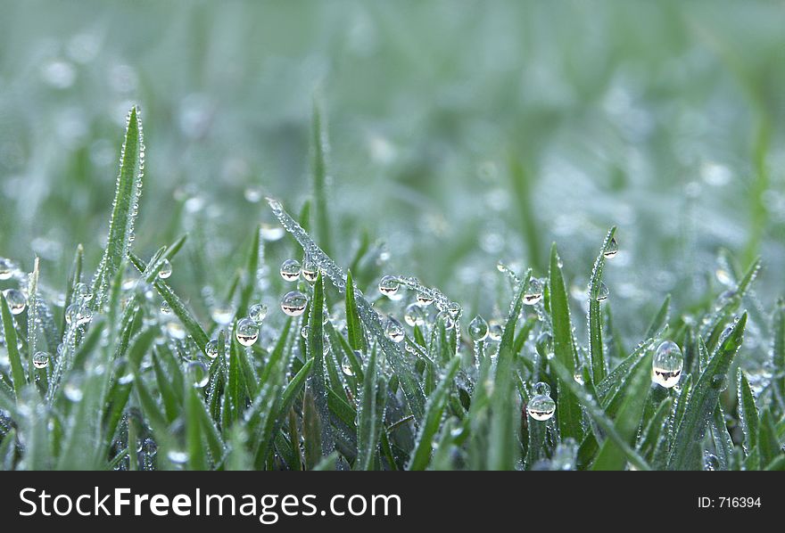 Close-up of dew drops on green grass, shallow depth of field