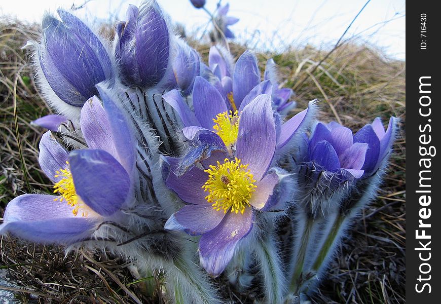 Flowers in Crimea