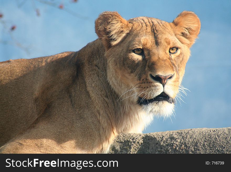 A female lioness staring