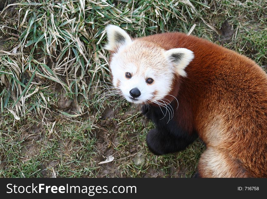 An inquisitive-looking red panda.