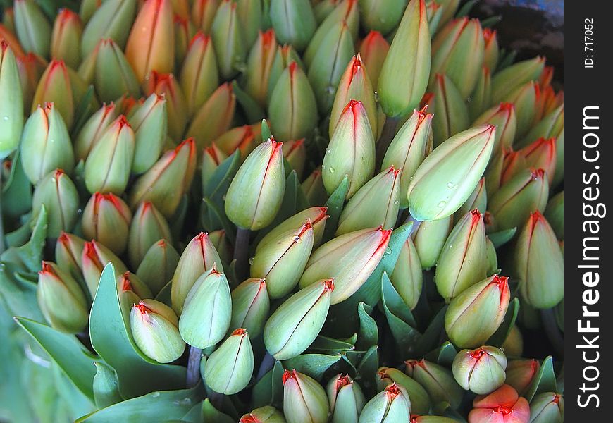 Fresh tulip buds. Fresh tulip buds