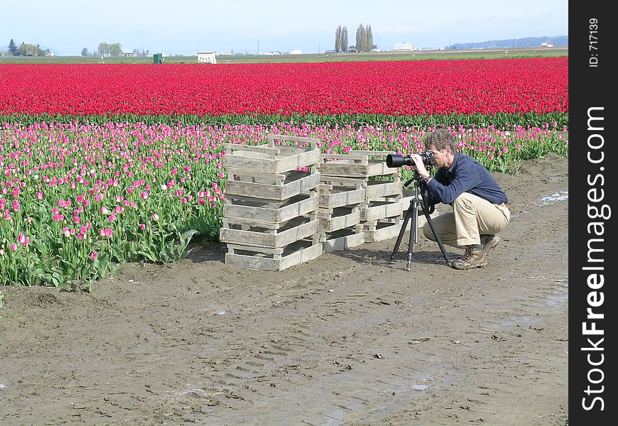 Photographer in the Tulip Fields