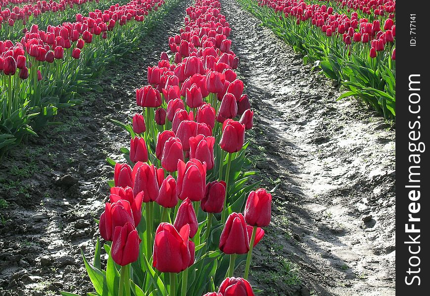 Deep red rows of tulips at the Skagit Valley Tulip Festival in Washington state, USA