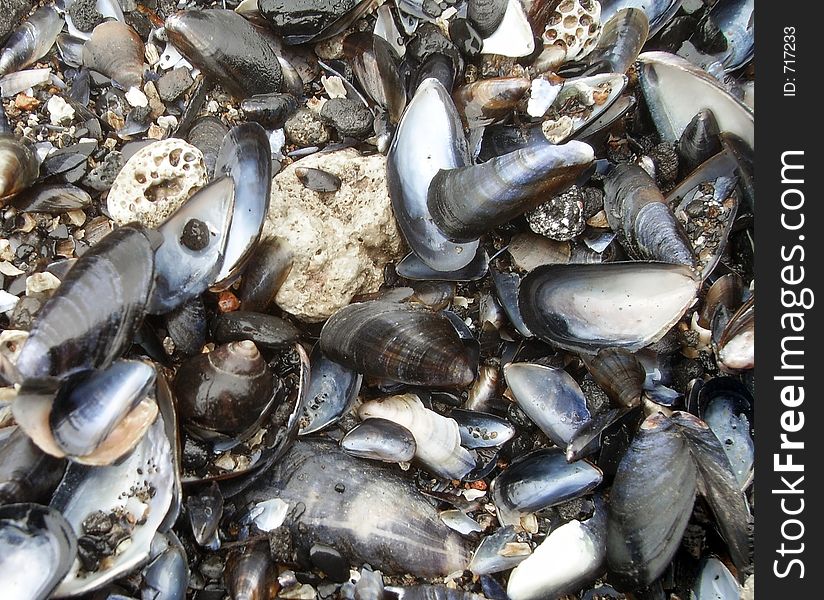 Muscle shells on a beach