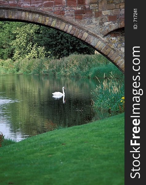 Swan under a bridge