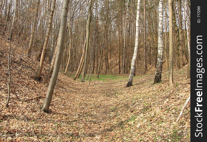 Forest near glacier sediments (glacier clays)