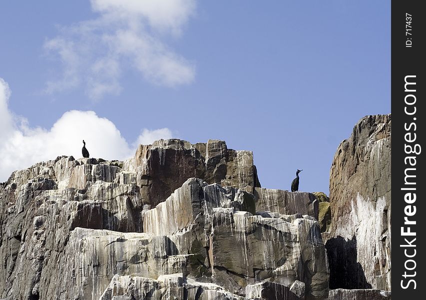 Seabirds on guano covered cliff.