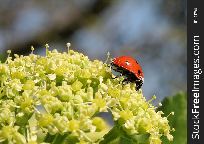 Ladybird On Head Of A Weed