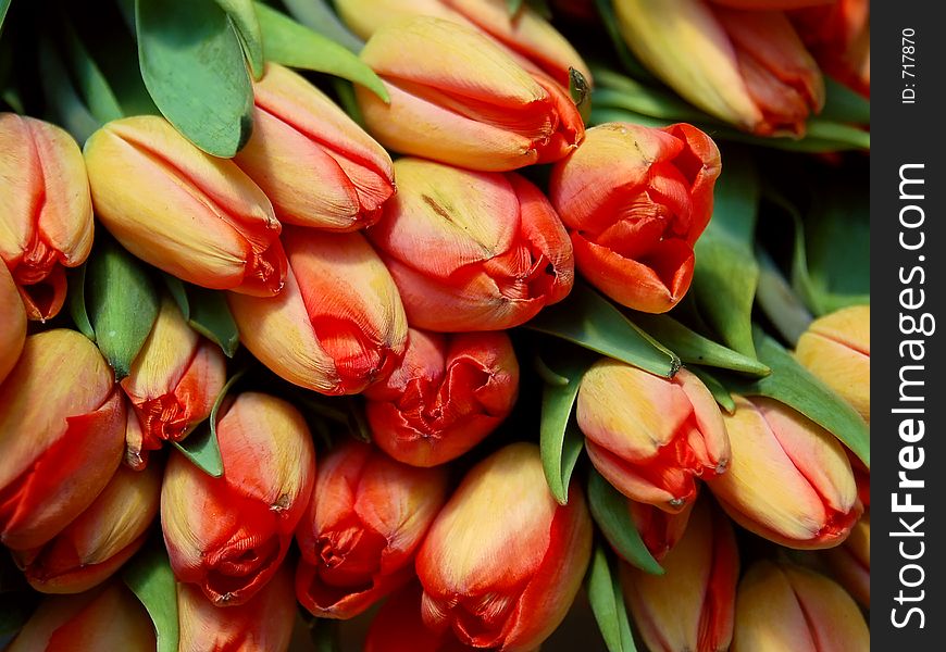 Fresh Tulips