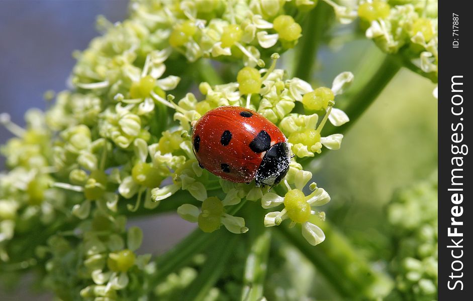 Ladybird Covered In Pollen