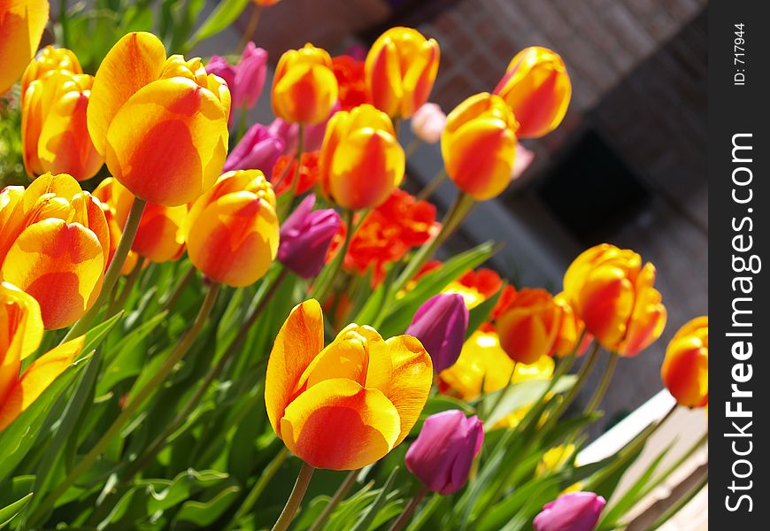 Colorful yellow, purple, and red tulips in the spring sunlight. Colorful yellow, purple, and red tulips in the spring sunlight