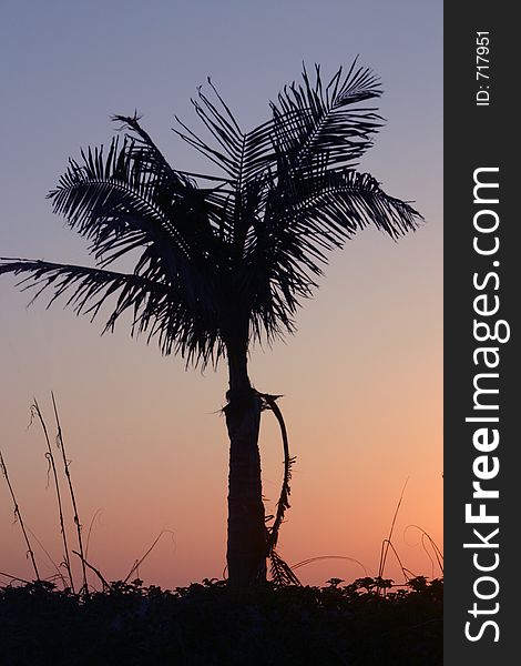 A small palm tree is silhouetted by the setting sunset colored sky. A small palm tree is silhouetted by the setting sunset colored sky