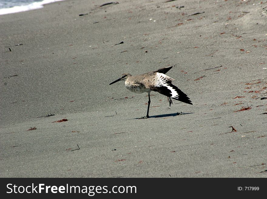 A willet stretches it's wing out to scratch on a sandy beach of Florida. A willet stretches it's wing out to scratch on a sandy beach of Florida