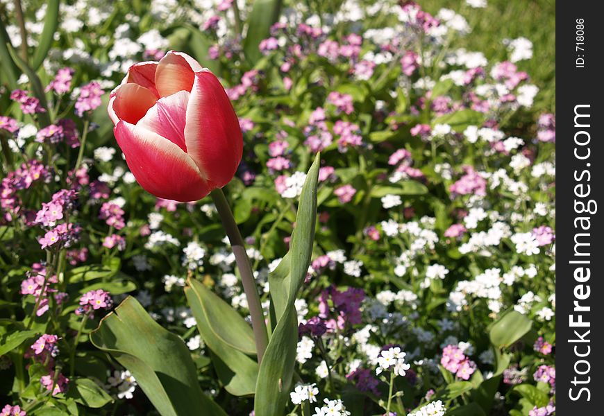 Red tulip against a white and pink flowers