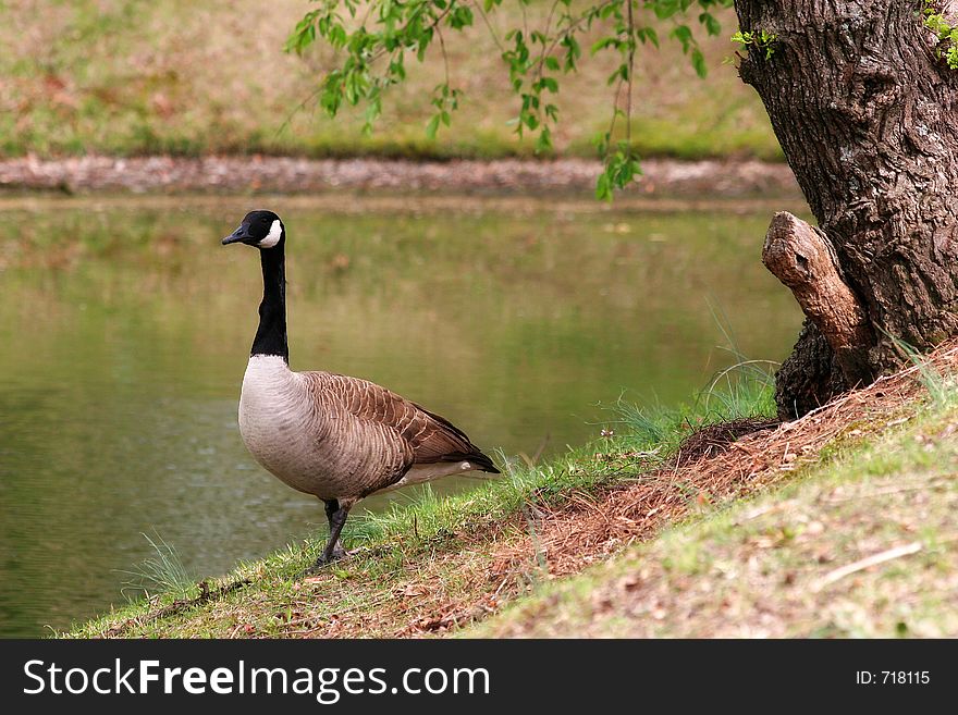 Canadian Goose by the Lake