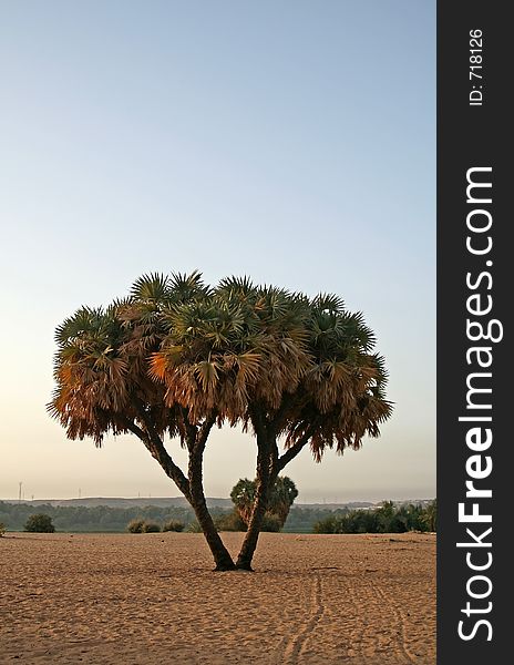 A tree on sandy island during sun rise