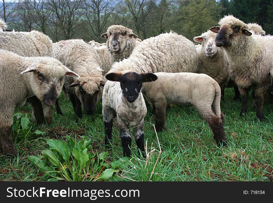 Sheep Herd in Germany