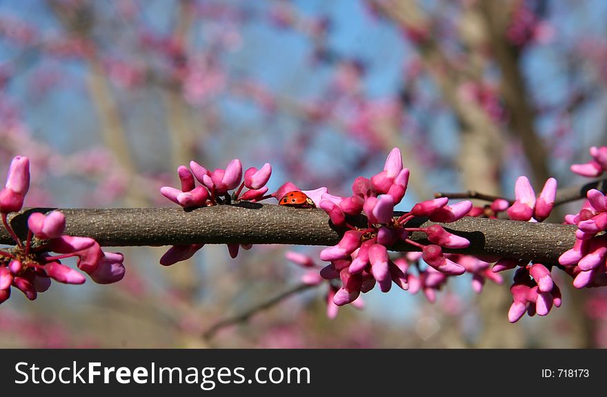 Ladybug On Tree Limb