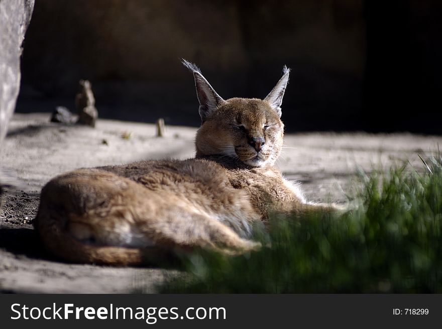 A caracal lazes in the grass. A caracal lazes in the grass.