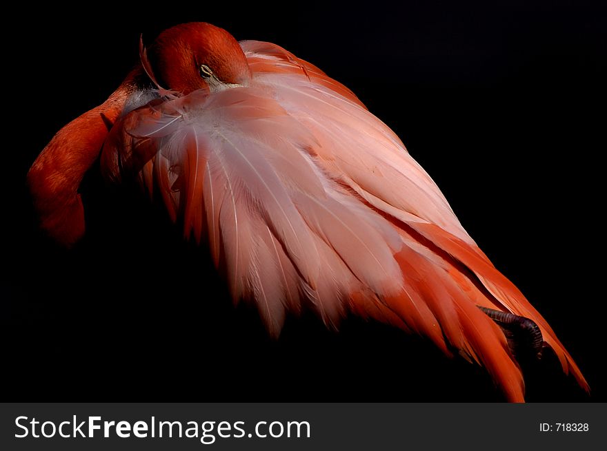 Close-up of a greater flamingo isolated against black. Close-up of a greater flamingo isolated against black.