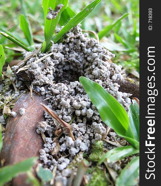 Ant Hole