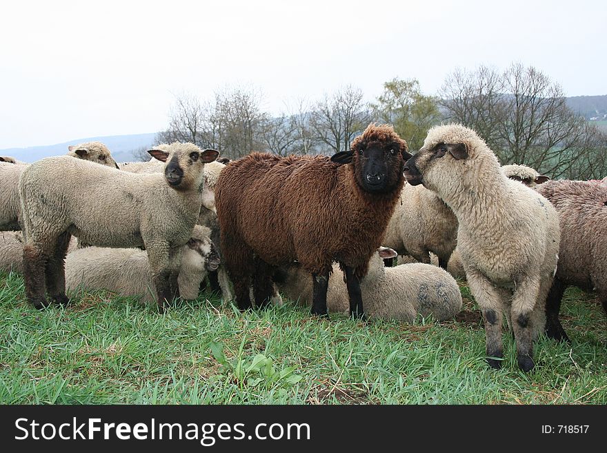 German sheep herd