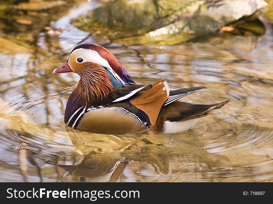 Beautiful duck in a pond. Beautiful duck in a pond