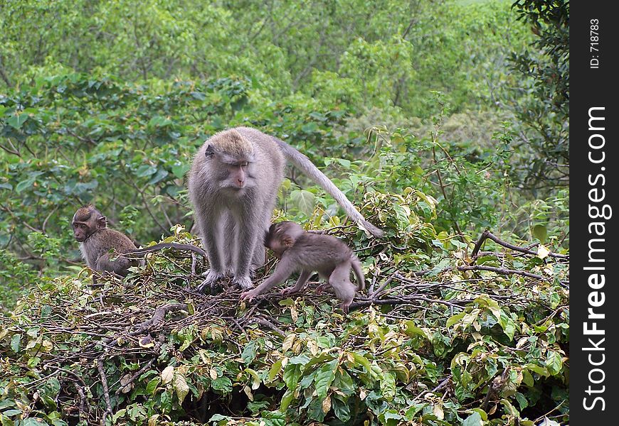 Monkeys, asia