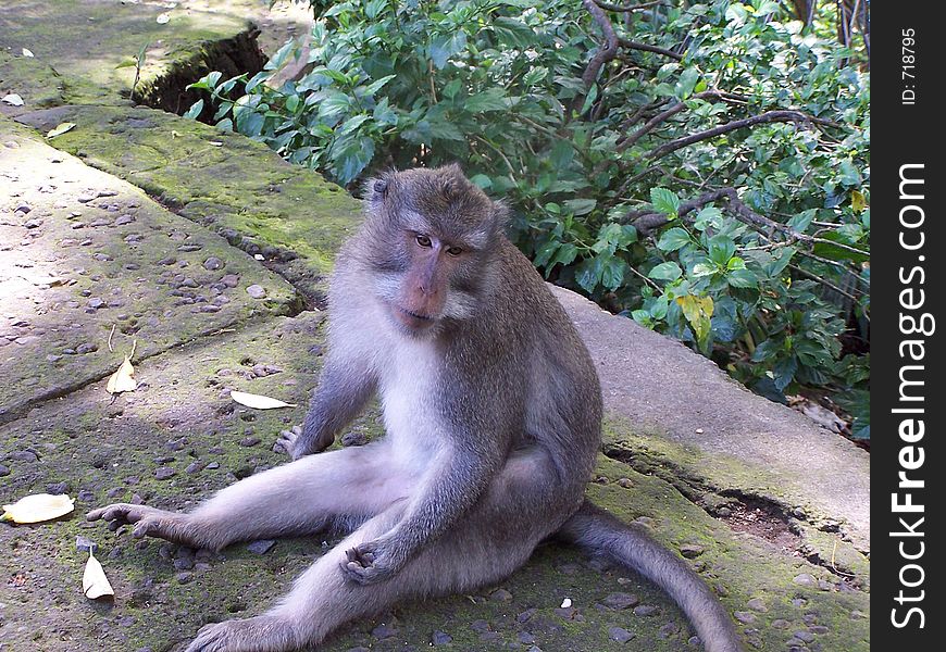 Asian monkeys
