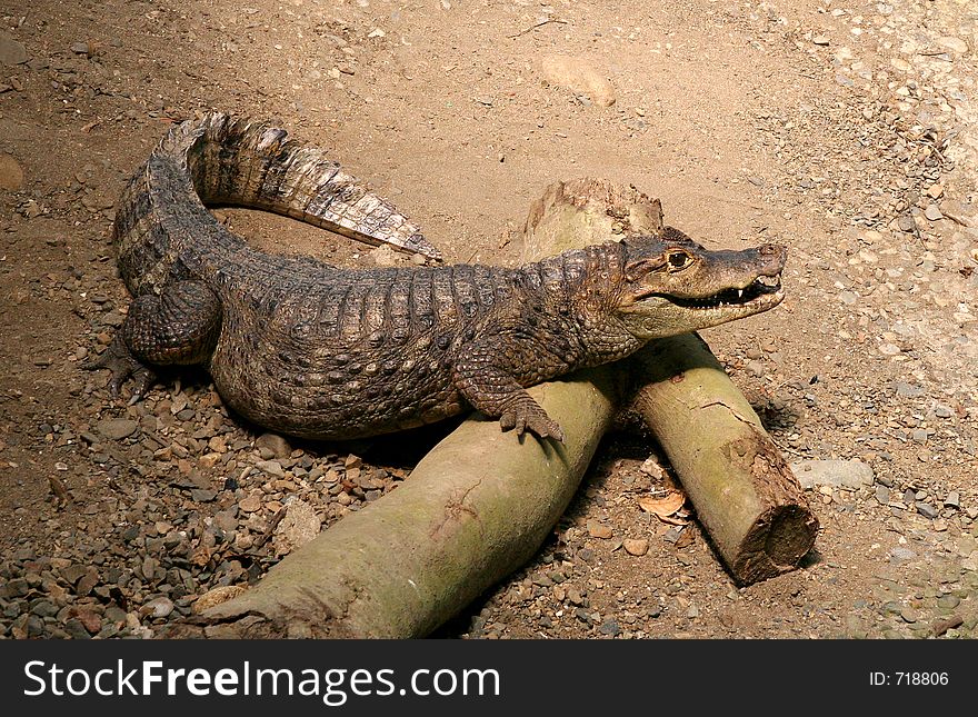 Reptile taking a break on some logs in a theme park. Reptile taking a break on some logs in a theme park.