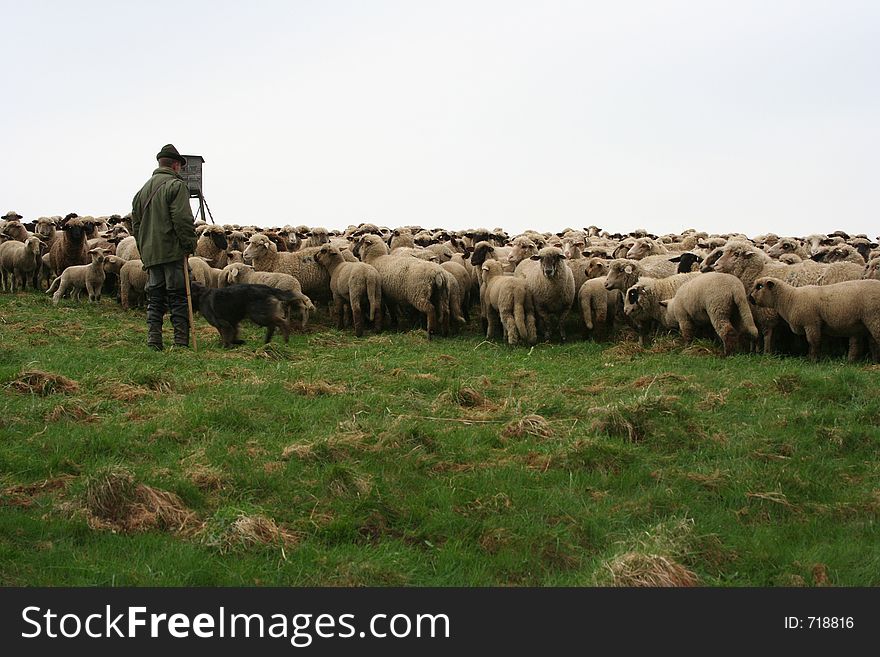 German sheep herd