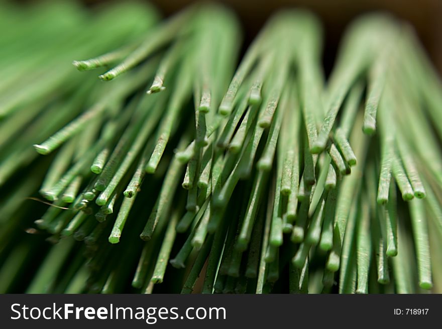 Abstract blurred background macro of garden brush bristles. Abstract blurred background macro of garden brush bristles