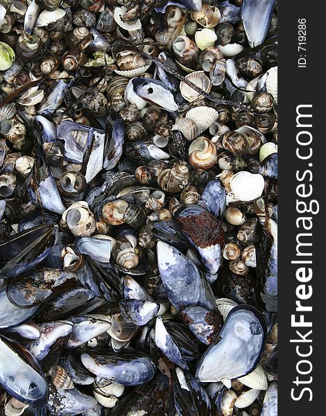 A bedding of mussel shells and snails. A bedding of mussel shells and snails