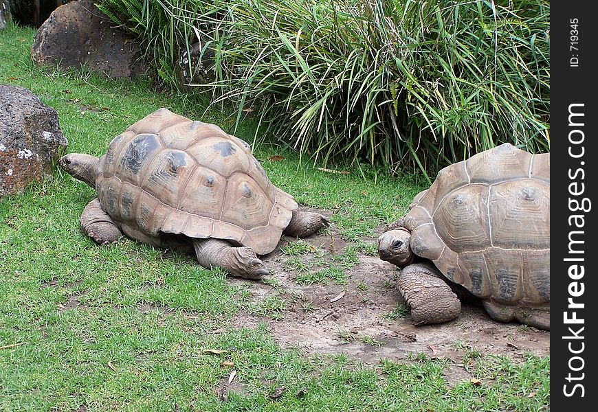 Giant turtles