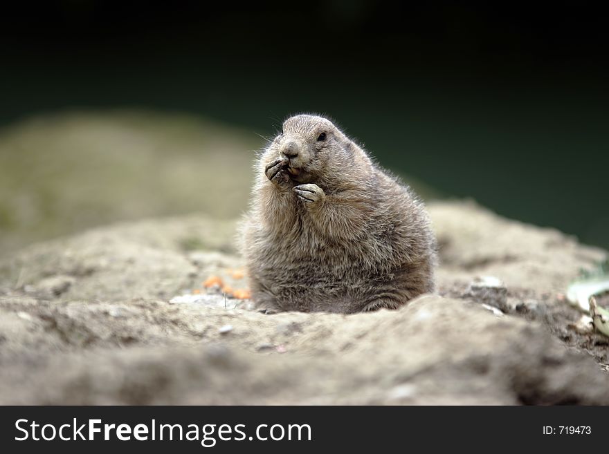 Prairie dog licking fingers