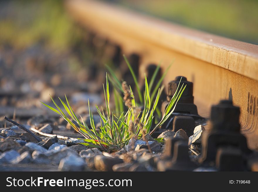 Little plant growing on the side of a railway track. Little plant growing on the side of a railway track