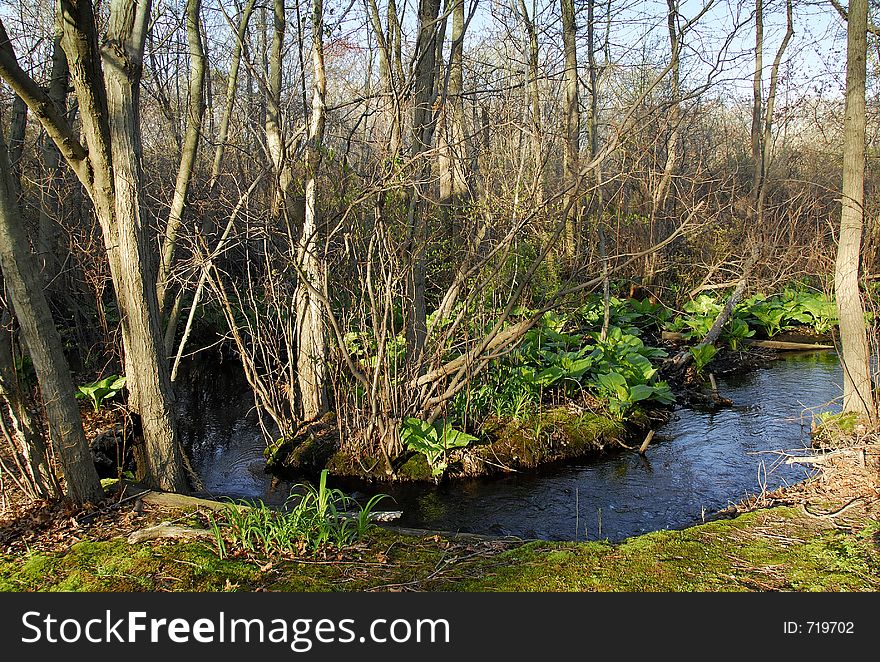 Photo of a Forest With a Brook