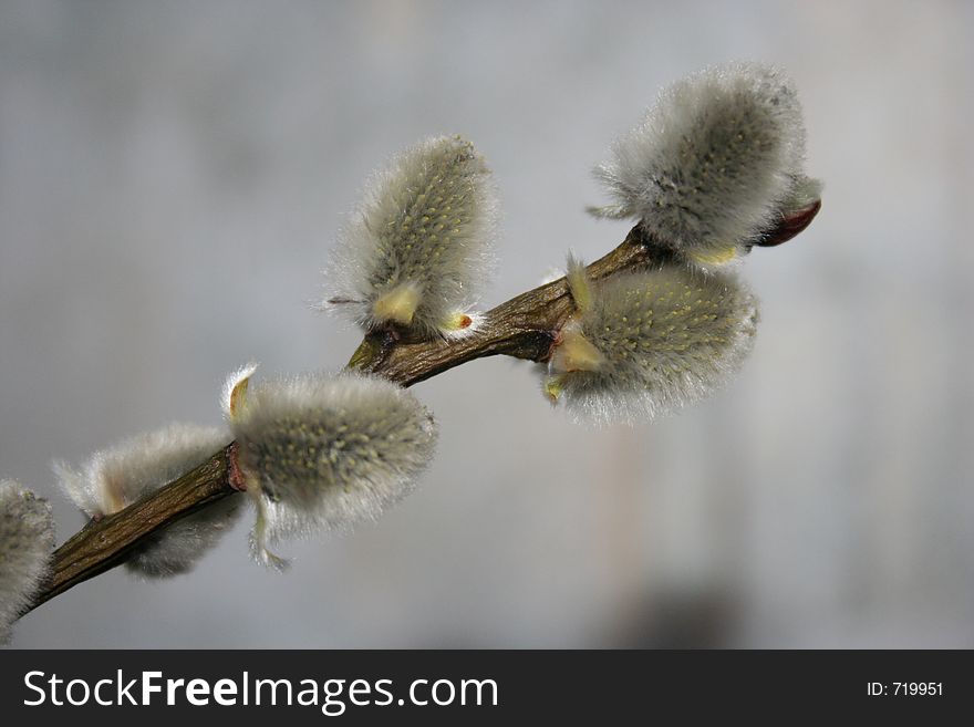 Branch of a willow