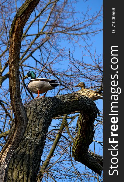 Wild ducks sitting on the tree