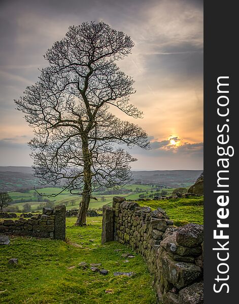 A single tree set against a sunset in the peak district of the UK. A single tree set against a sunset in the peak district of the UK