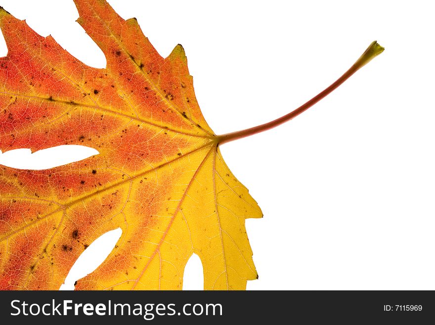 Maple leaf isolated on a white