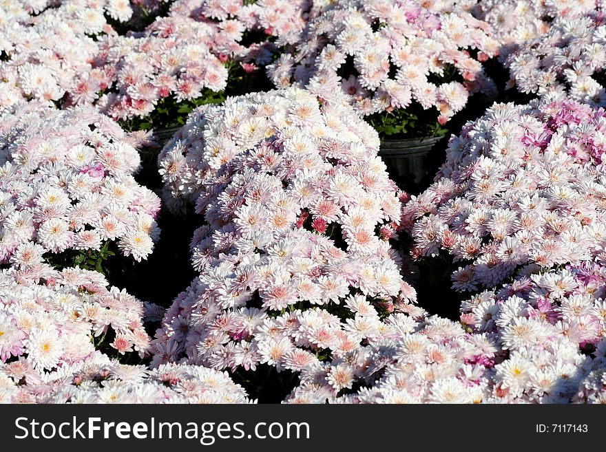 Colorful autumn mum flowers in pots