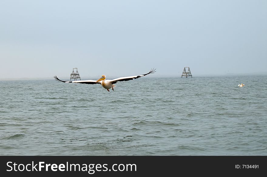 A big pelican flying over the ocean, Namibia. A big pelican flying over the ocean, Namibia